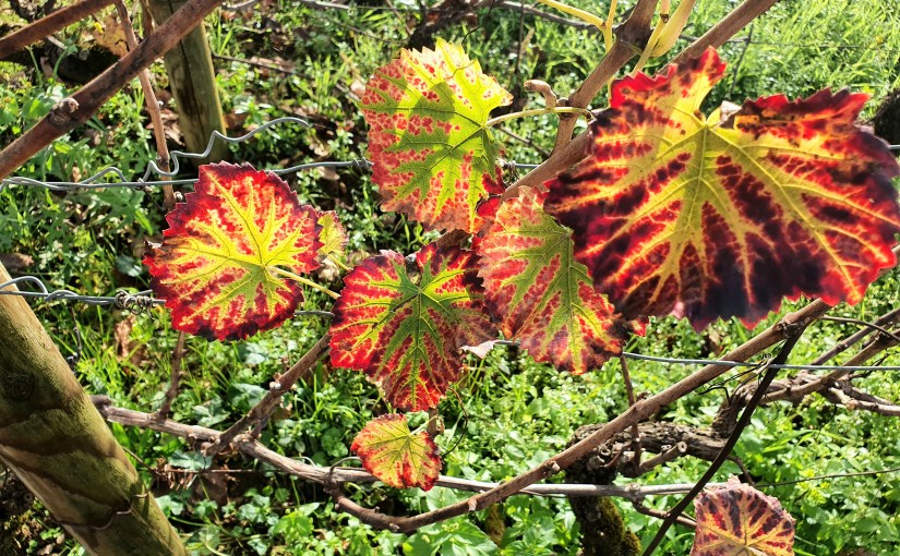 Sur les traces de Vincenot,&nbsp;7/8