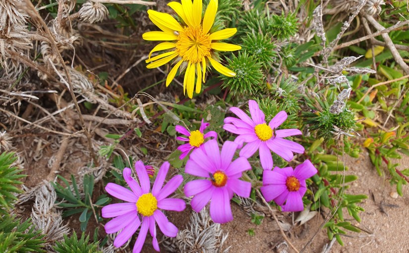 Un jardin dans le&nbsp;Karoo